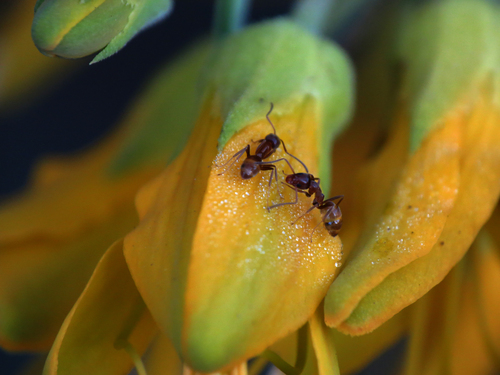 iNaturalist observation photo of Argentine Ant