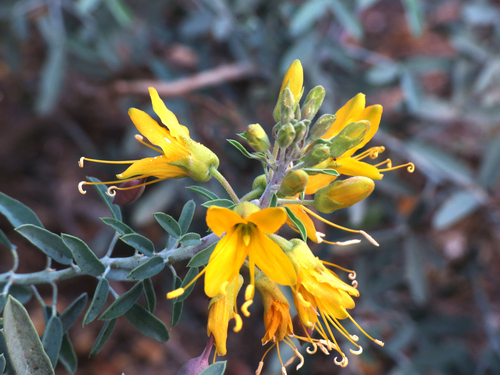 iNaturalist observation photo of Bladderpod