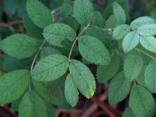 iNaturalist observation photo of California Wild Rose