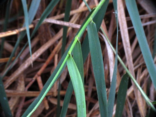 iNaturalist observation photo of giant reed