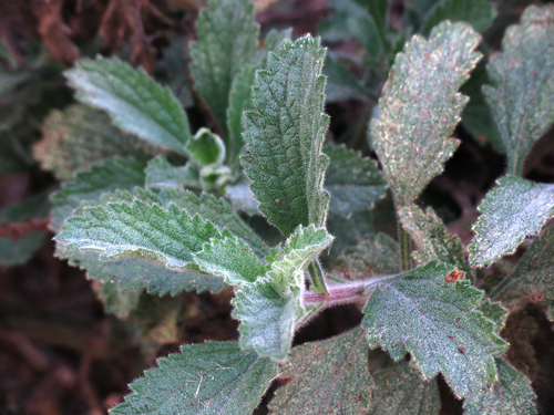 iNaturalist observation photo of vervains