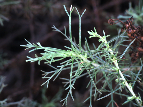 iNaturalist observation photo of California sagebrush