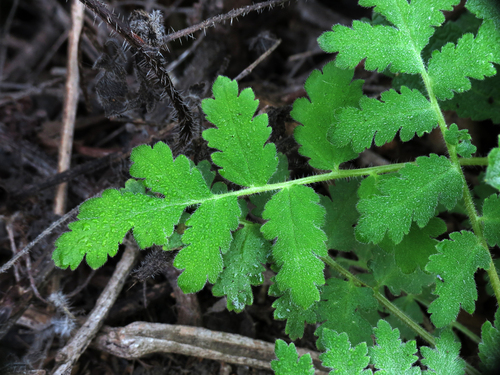 iNaturalist observation photo of branching phacelia