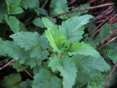 iNaturalist observation photo of California beeplant