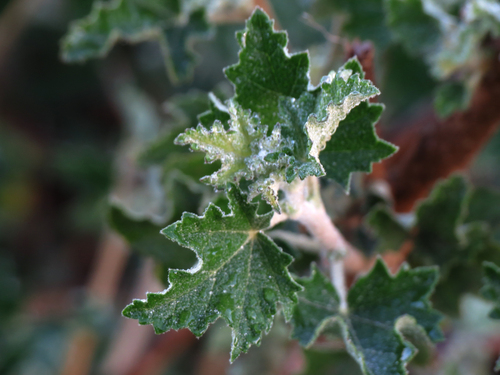iNaturalist observation photo of southern coastal bushmallow