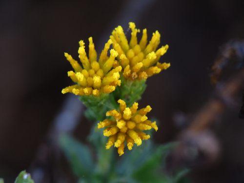 iNaturalist observation photo of Coastal Goldenbush