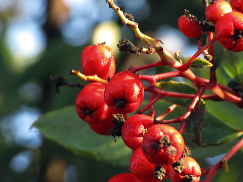 iNaturalist observation photo of Toyon