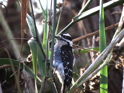iNaturalist observation photo of Downy Woodpecker