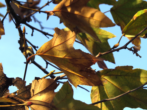 iNaturalist observation photo of western sycamore