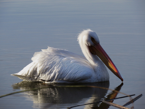 iNaturalist observation photo of American White Pelican