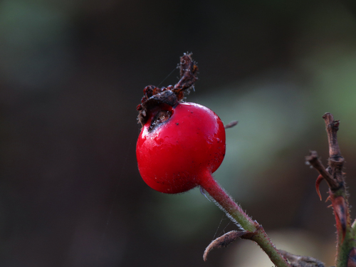 iNaturalist observation photo of California Wild Rose