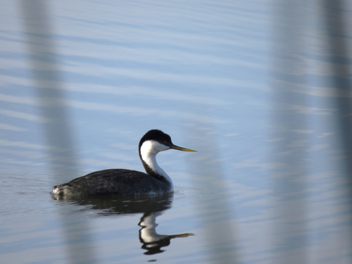 iNaturalist observation photo of Western Grebe