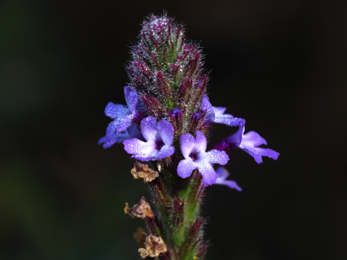 iNaturalist observation photo of western vervain