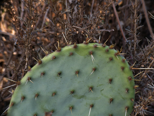 iNaturalist observation photo of Coastal Pricklypear