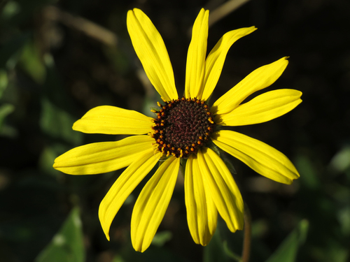iNaturalist observation photo of California brittlebush