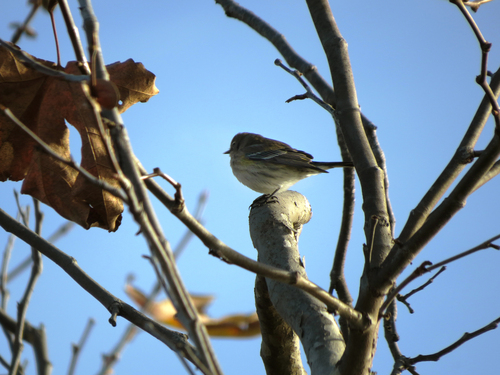 iNaturalist observation photo of Yellow-rumped Warbler