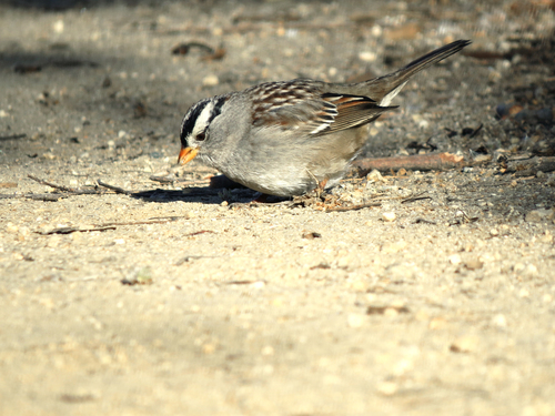 iNaturalist observation photo of White-crowned Sparrow