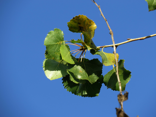 iNaturalist observation photo of Frémont Cottonwood
