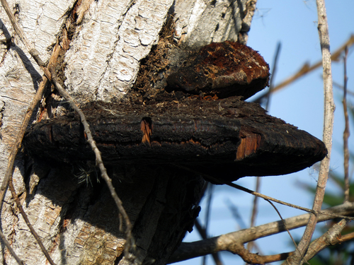 iNaturalist observation photo of Shelf Fungi