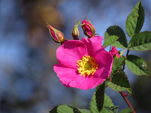 iNaturalist observation photo of California Wild Rose