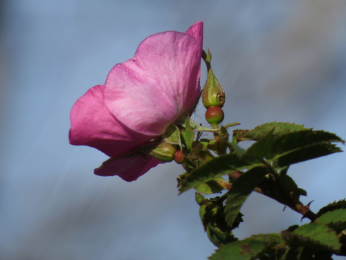 iNaturalist observation photo of California Wild Rose