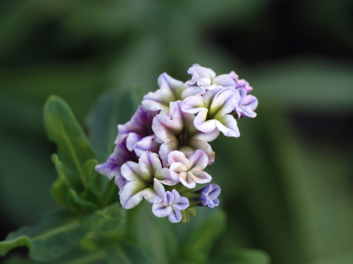 iNaturalist observation photo of alkali heliotrope