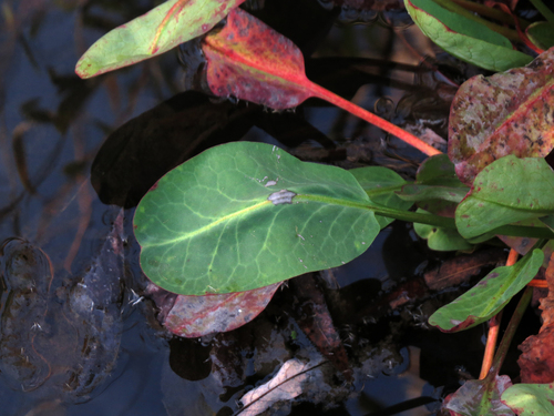 iNaturalist observation photo of Yerba Mansa