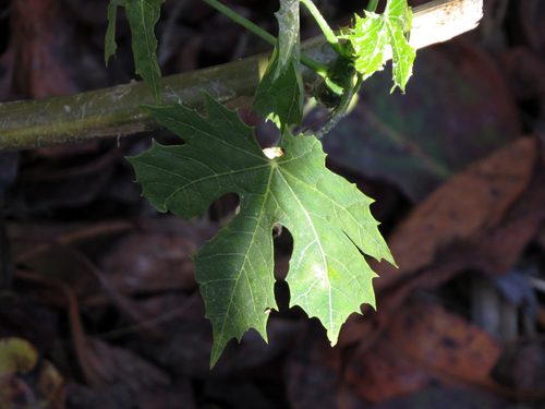 iNaturalist observation photo of Tree Spinach