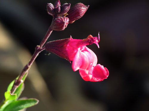 iNaturalist observation photo of Baby Sage
