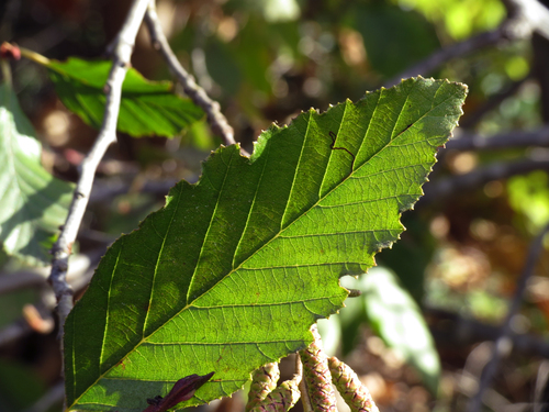 iNaturalist observation photo of white alder