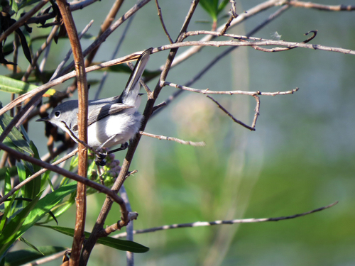 iNaturalist observation photo of Blue-gray Gnatcatcher