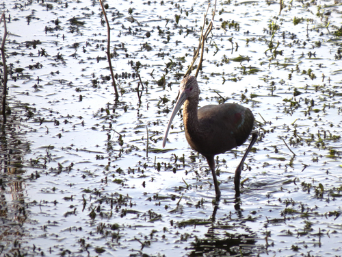 iNaturalist observation photo of White-faced Ibis