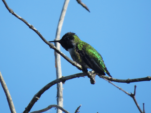 iNaturalist observation photo of Anna's Hummingbird