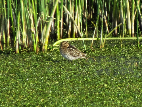 iNaturalist observation photo of Wilson's Snipe