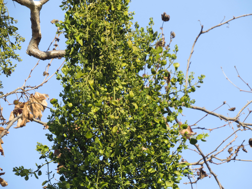 iNaturalist observation photo of broadleaf mistletoe