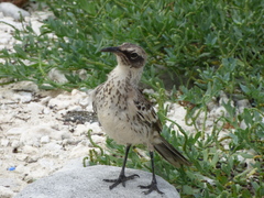 Mimus parvulus bauri