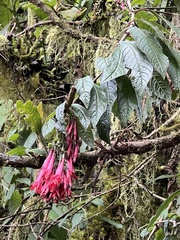 Fuchsia hirtella