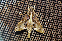 Eupanacra mydon