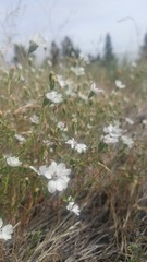 Blepharipappus scaber