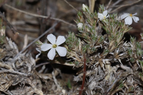 spiny phlox