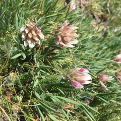 Trifolium dasyphyllum