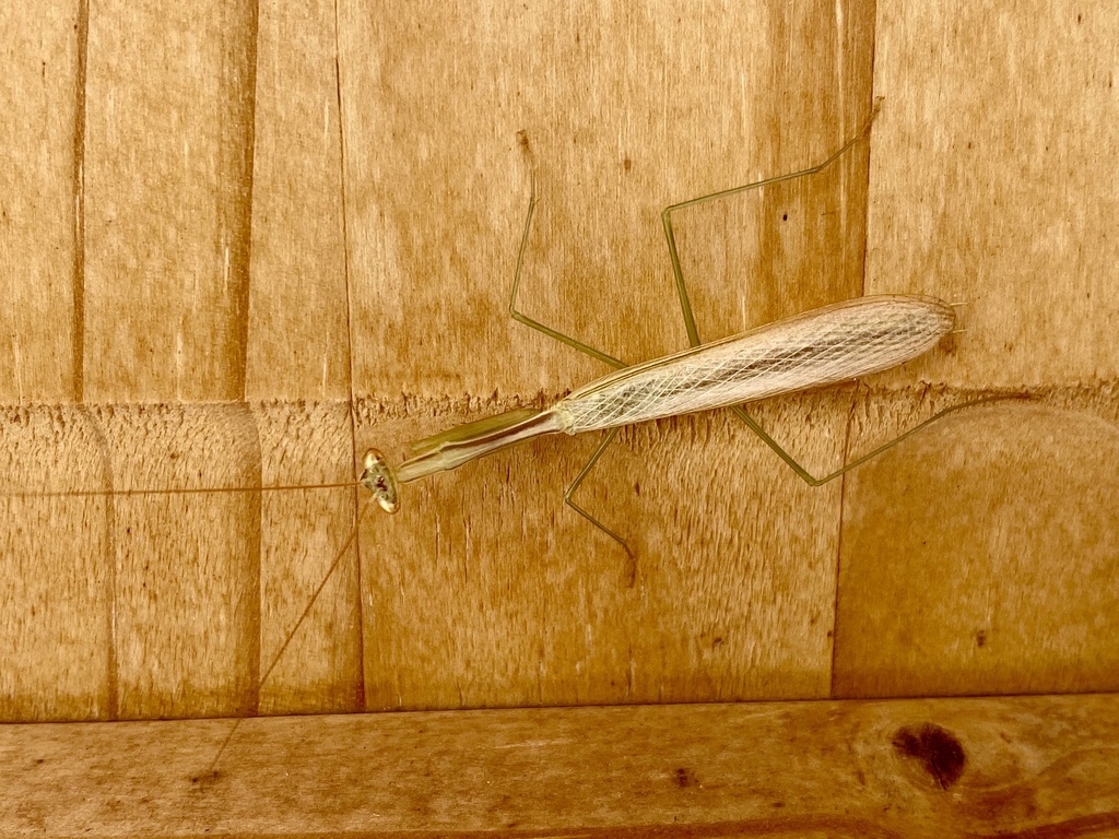 Miomantis from South Bank Road, Western Division, GM on December 03 ...