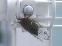 Auritibicen japonicus