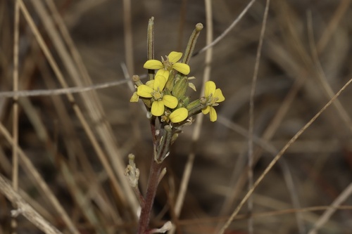 shy wallflower