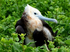 Great Frigatebird photo 5