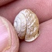 Sierra Blanca Woodlandsnail - Photo (c) CK Kelly, some rights reserved (CC BY), uploaded by CK Kelly