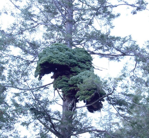 Pseudotsuga menziesii — photo 3