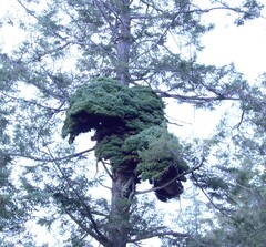 Gewöhnliche Douglasie (Pseudotsuga menziesii): Herkunft und Verwendung — Foto 3