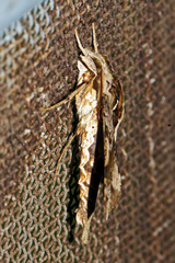 Eupanacra mydon