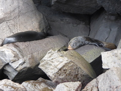 Arctocephalus galapagoensis